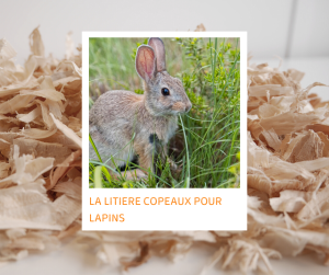 Lire la suite à propos de l’article La litière de copeaux de bois pour les lapins