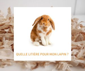 Lire la suite à propos de l’article Quelle litière pour mes lapins ?