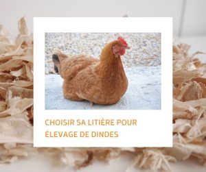 Lire la suite à propos de l’article Choisir sa litière pour élevage de dindes