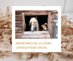 Lire la suite à propos de l’article Importance de la litière copeaux pour cheval