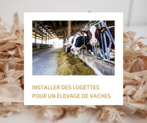 Lire la suite à propos de l’article Installer des logettes pour un élevage de vaches