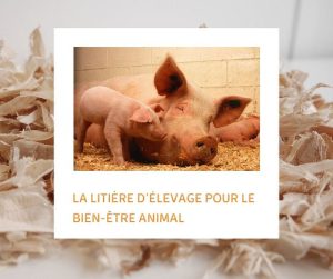 Lire la suite à propos de l’article La litière d’élevage pour le bien-être animal