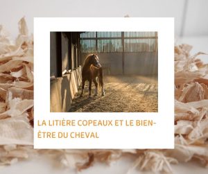 Lire la suite à propos de l’article La litière copeaux et le bien-être du cheval