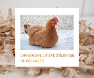 Lire la suite à propos de l’article Choisir une litière d’élevage de volailles