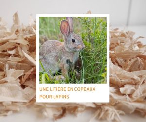 Lire la suite à propos de l’article Une litière en copeaux pour lapins