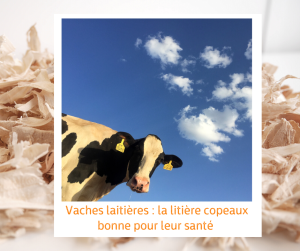 Lire la suite à propos de l’article Vaches laitières : la litière copeaux bonne pour leur santé