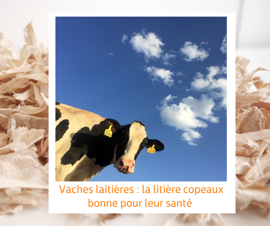 Litière copeaux bois vaches laitières