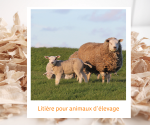 Lire la suite à propos de l’article Litière pour animaux d’élevage