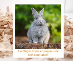 Lire la suite à propos de l’article Avantages litière en copeaux de bois pour lapins