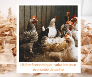 Lire la suite à propos de l’article Litière économique : solution pour économie de paille