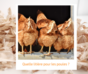 Lire la suite à propos de l’article Quelle litière pour les poules ?