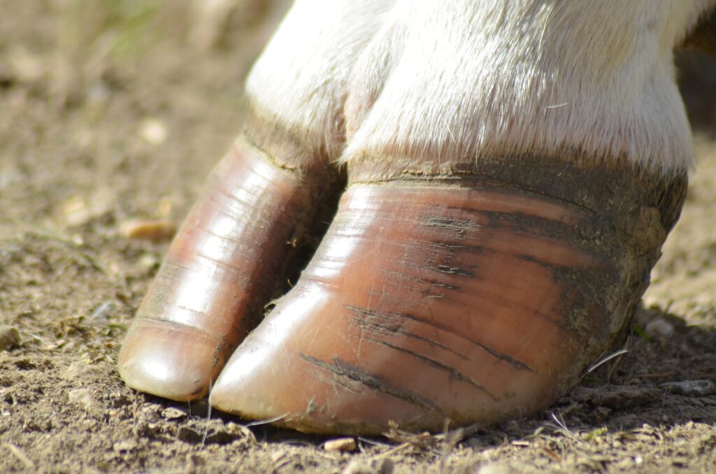 Sabots vaches boiteries maladies bovines
