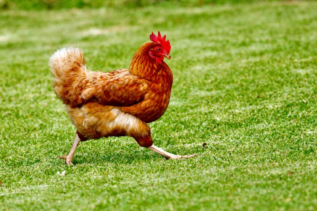 Le bien-être de la volaille : poulet