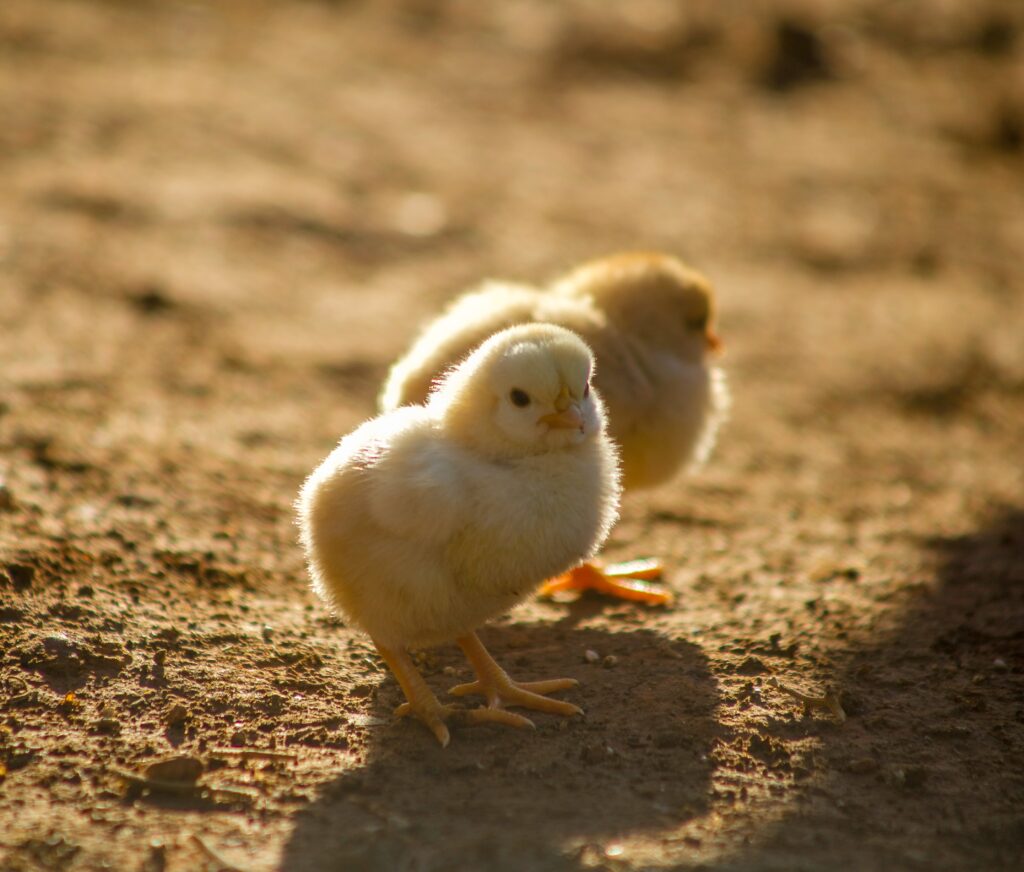 Le bien-être de la volaille : poussins