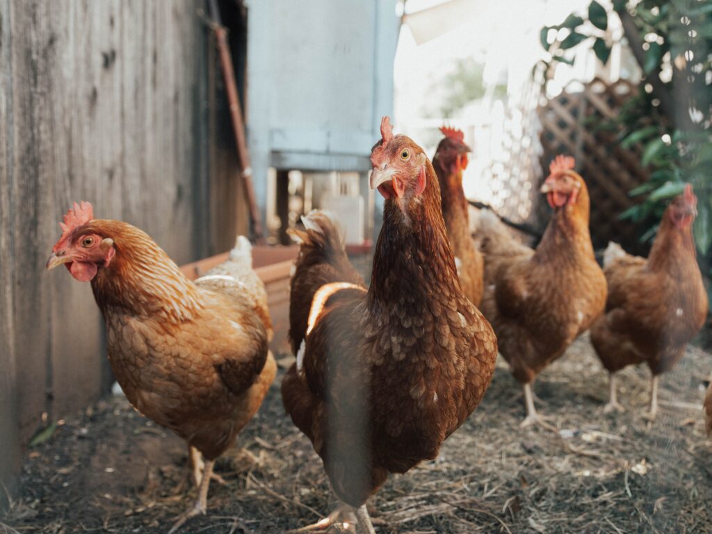 Le bien-être de la volaille : poules