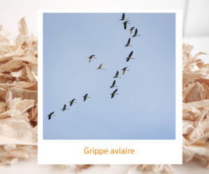 Lire la suite à propos de l’article Grippe aviaire