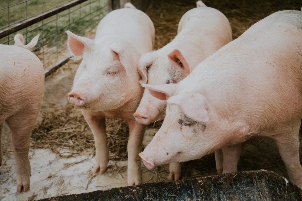 Aménager un élevage porcin