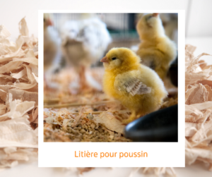 Lire la suite à propos de l’article Litière pour poussin