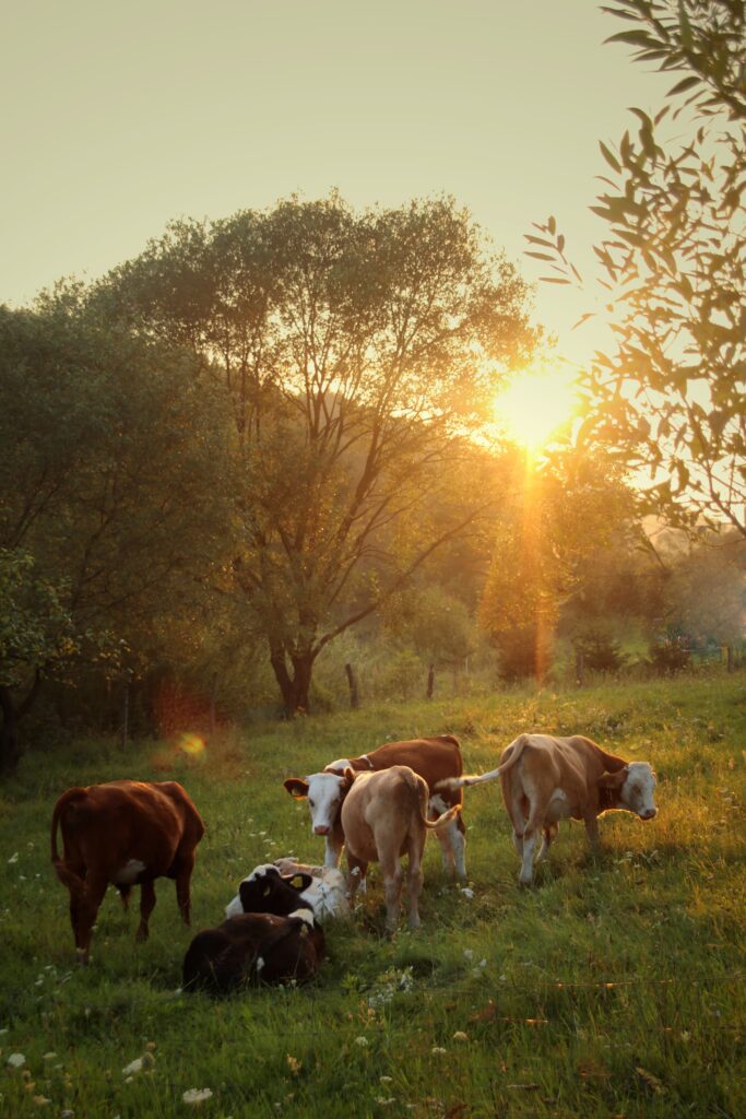 Élevage de bétail : maladies animales vaches