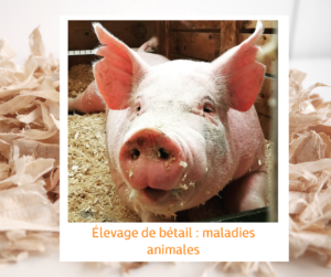 Lire la suite à propos de l’article Élevage de bétail : maladies animales