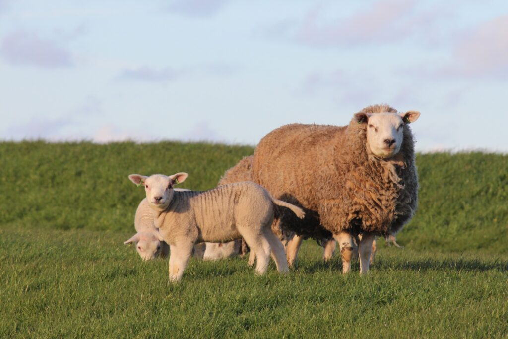 Conditions d'élevage du bétail plein air : moutons