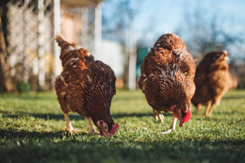 Le contrôle des élevages en France poules