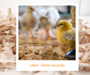 Lire la suite à propos de l’article Liteor : litière recyclée