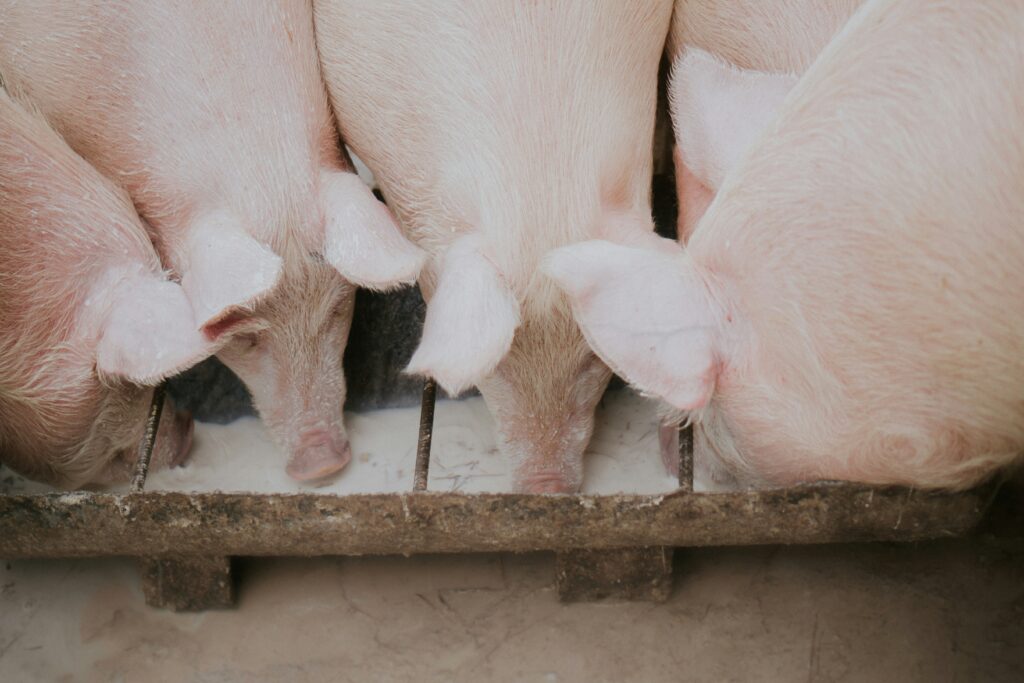 Quelle est la litière la plus économique - porcs