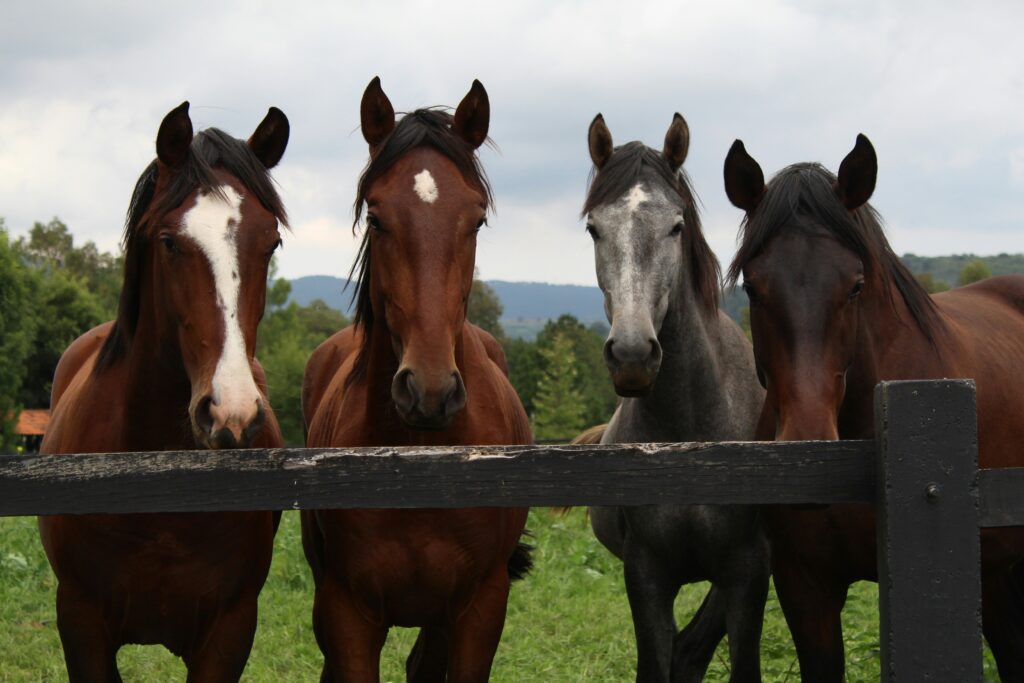 Quelle est la litière la plus économique - chevaux